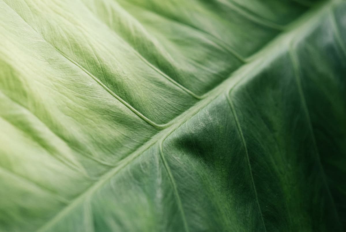 Feuille verte en gros plan